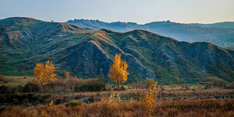 1200x800-giornata-alberi 1200x800-giornata-alberi