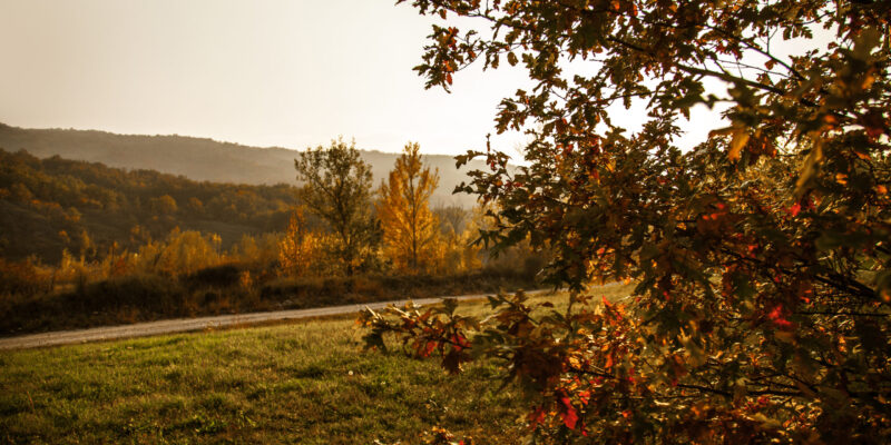 foliage01 foliage01