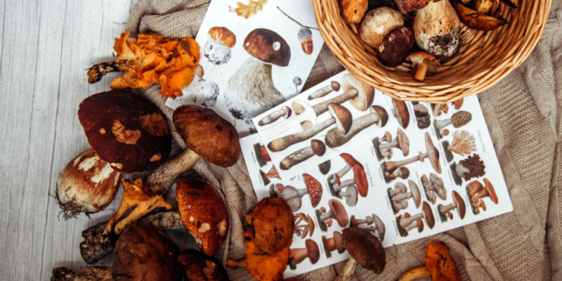 1800x1200-funghi 1800x1200-funghi